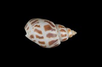 藏品(象牙鳳螺)的圖片